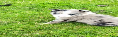 Border Collie 1