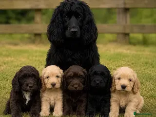 Cockapoo dogs Stunning F1 Cockapoos looking for 5⭐️ homes! - Advert 3