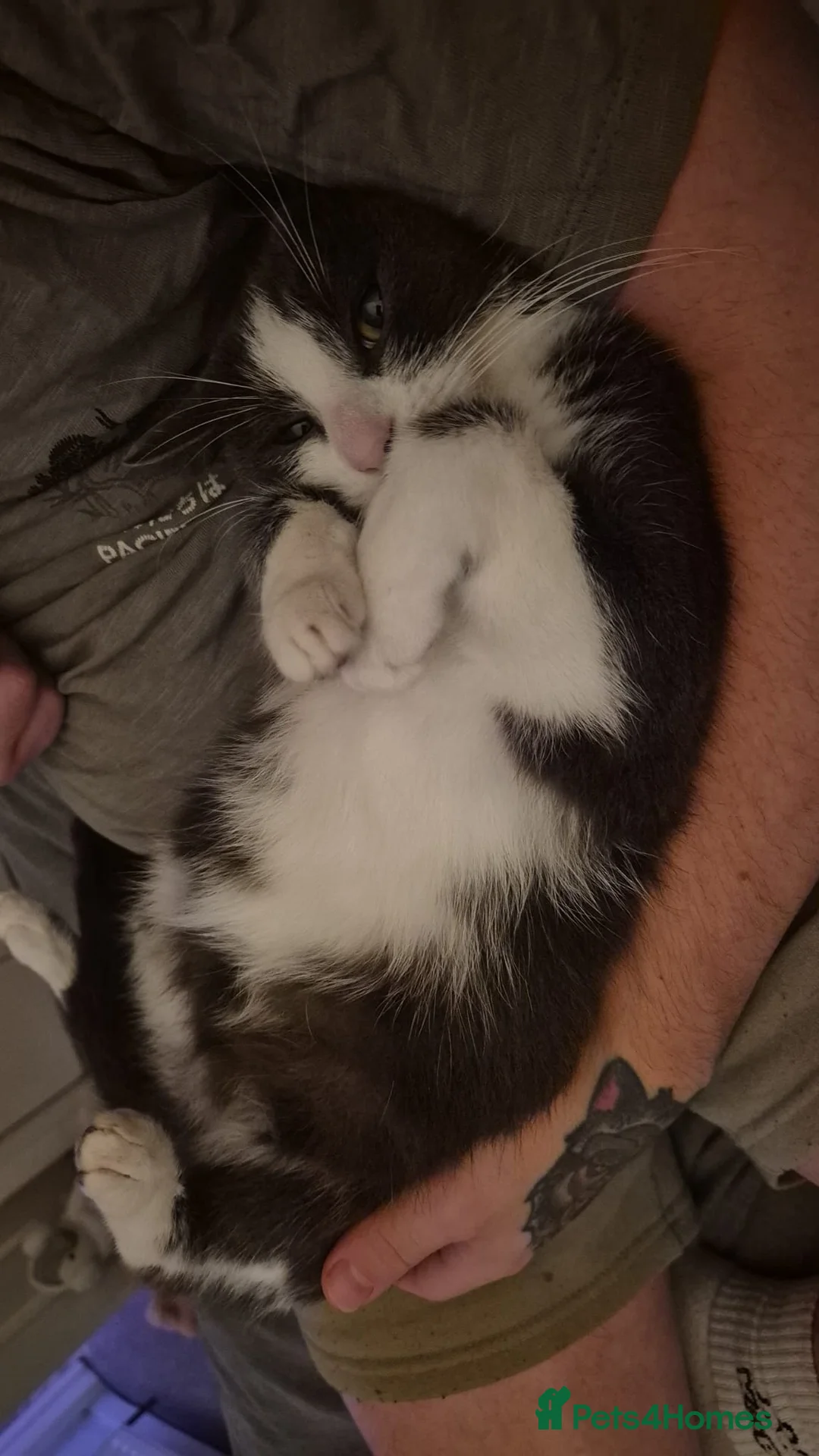 Domestic Shorthair cats for sale: 1 year old female grey and white - Advert 4