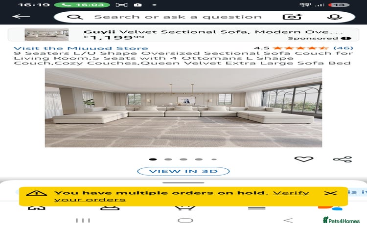 Rat rodents Shshs - Advert 1