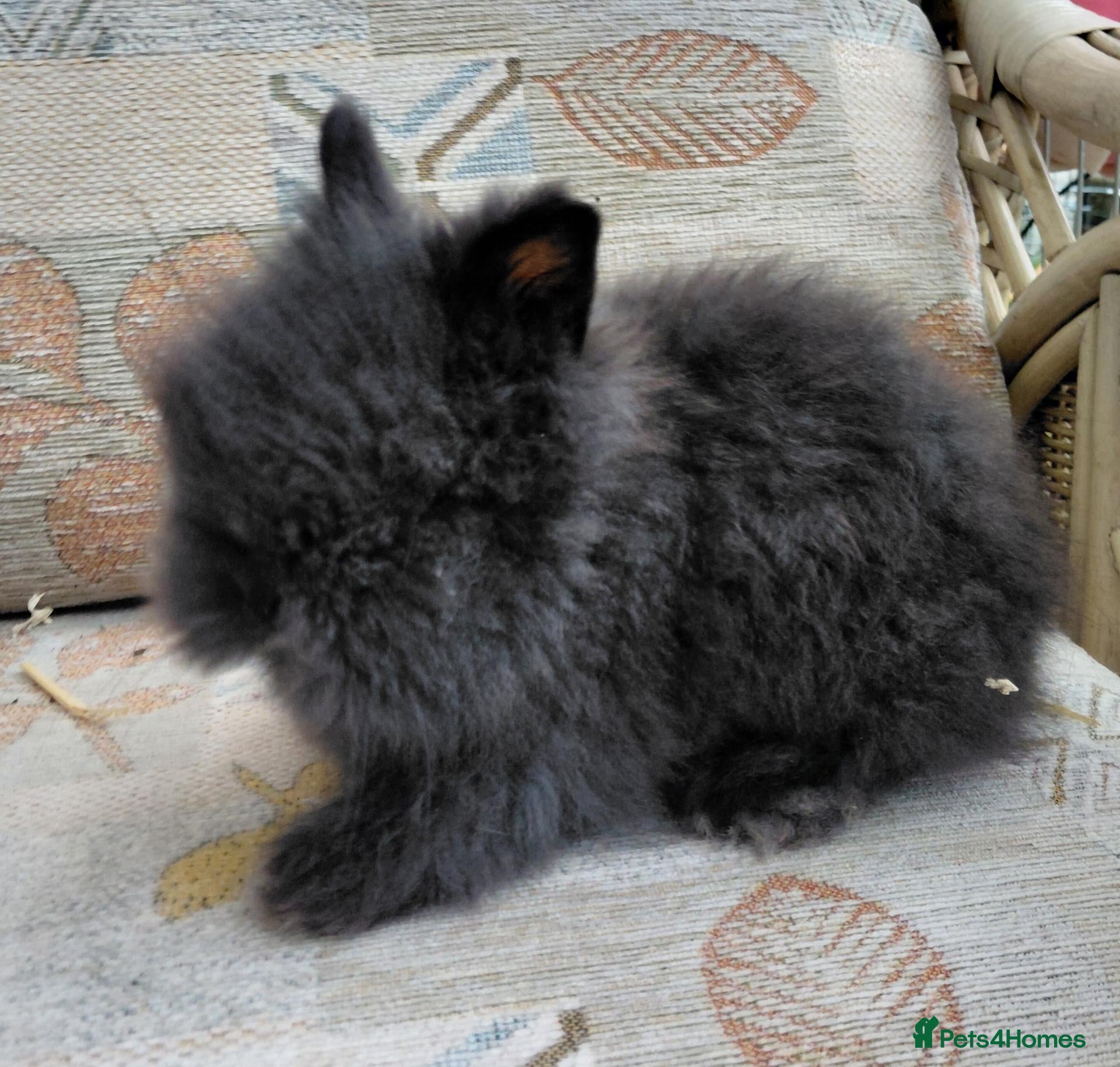 Lionhead rabbits for sale: Last Beautiful DM Lionhead black self boy - Advert 18