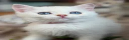 British Shorthair cats for sale: British sh blue golden kittens GCCF  - Advert 15