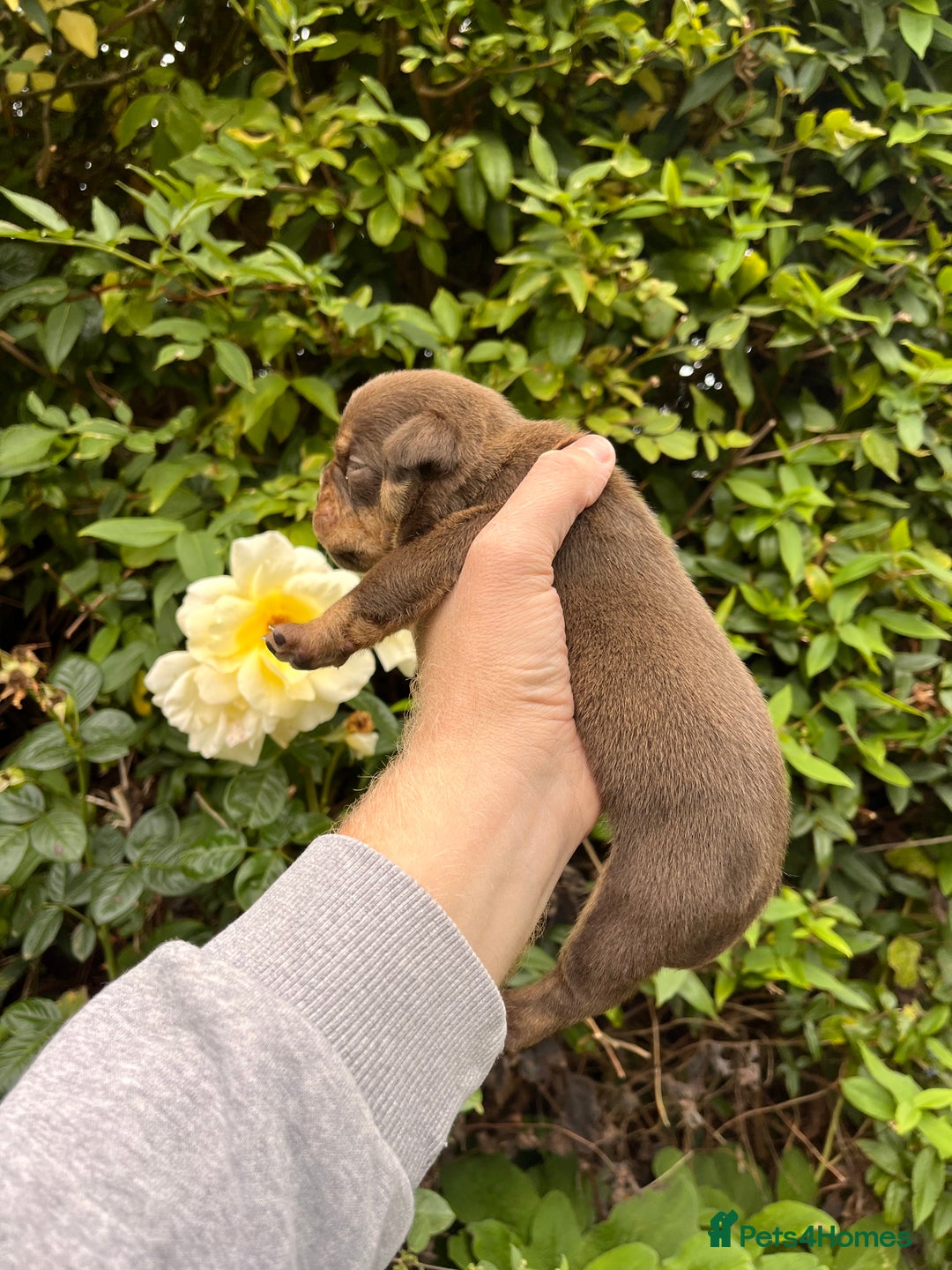 Olde English Bulldogge dogs for sale: RAINBOW OLD ENGLISH LITTER !!! - Image 15
