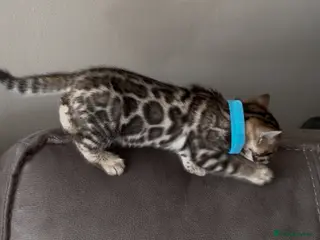 Bengal cats Beautiful Pedigree Bengal kittens for sale- 1 left - Advert 9