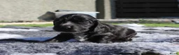 Cocker Spaniel dogs for sale: Beautiful Show Cocker Spaniels - Advert 4