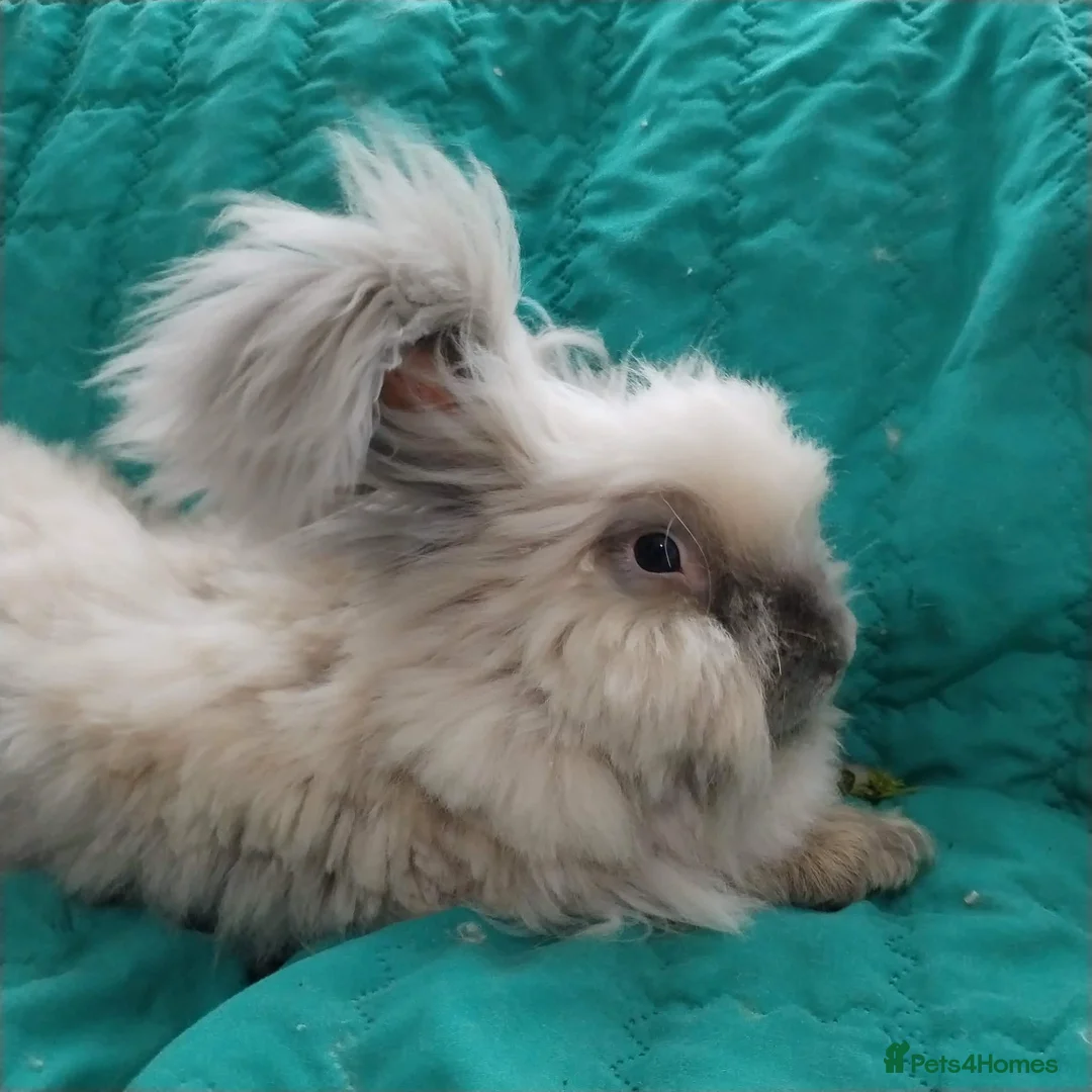 Angora rabbits for sale: Pure Breed Full Face Angora Kits  - Advert 17
