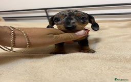 Miniature Dachshund dogs for sale: Miniature Dachshund KC last two girls  - Image 8