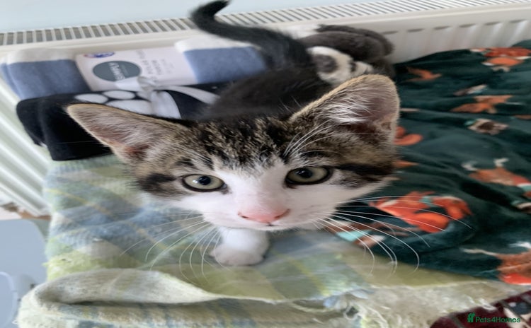 Mixed Breed cats - Advert 13