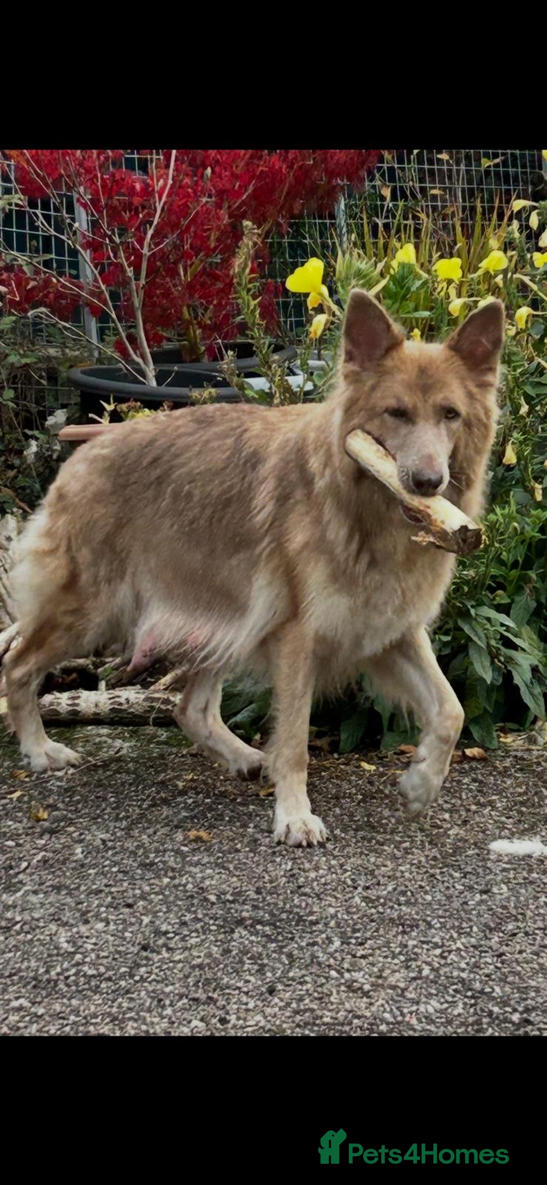 German Shepherd dogs for sale: German Shepherd pups kc reg health tested  - Advert 4