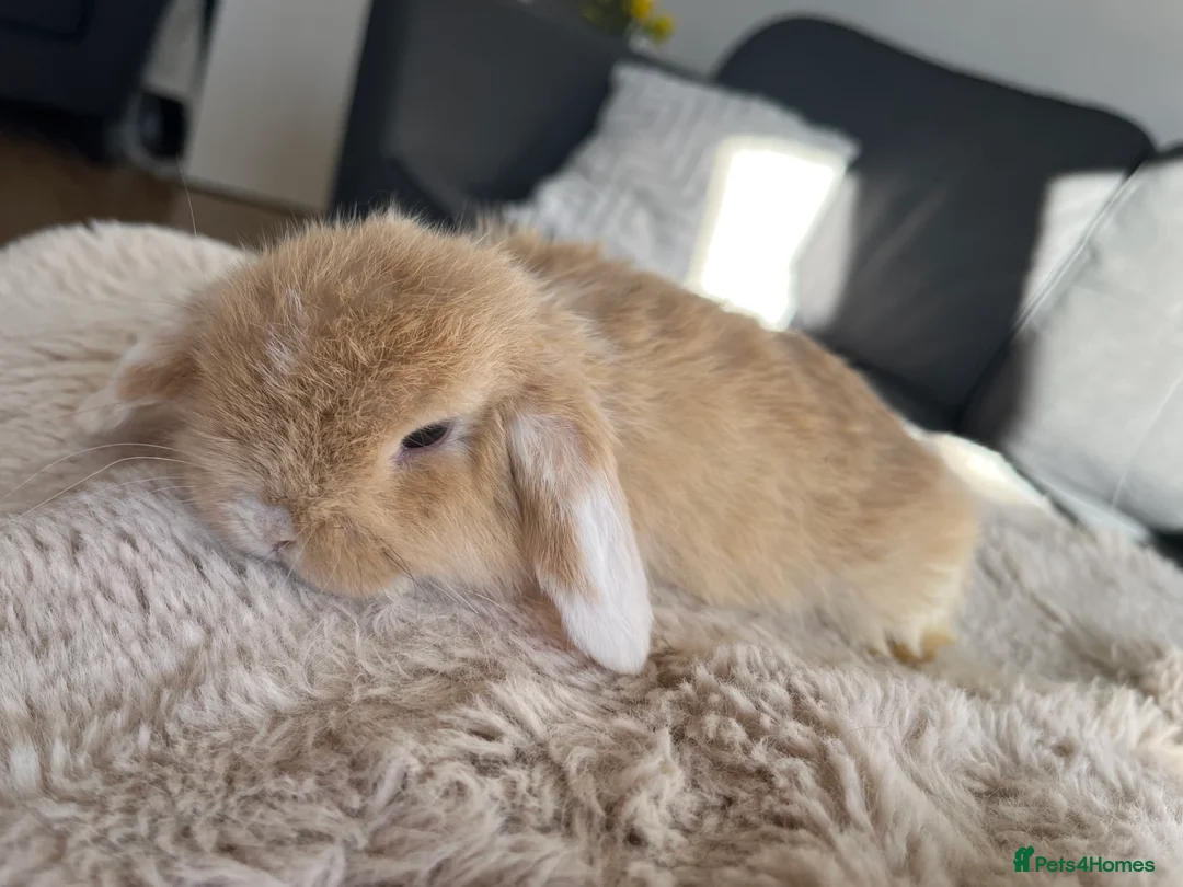 Mini Lop rabbits for sale: Mini Lops looking for their forever home 🏡 - Advert 9