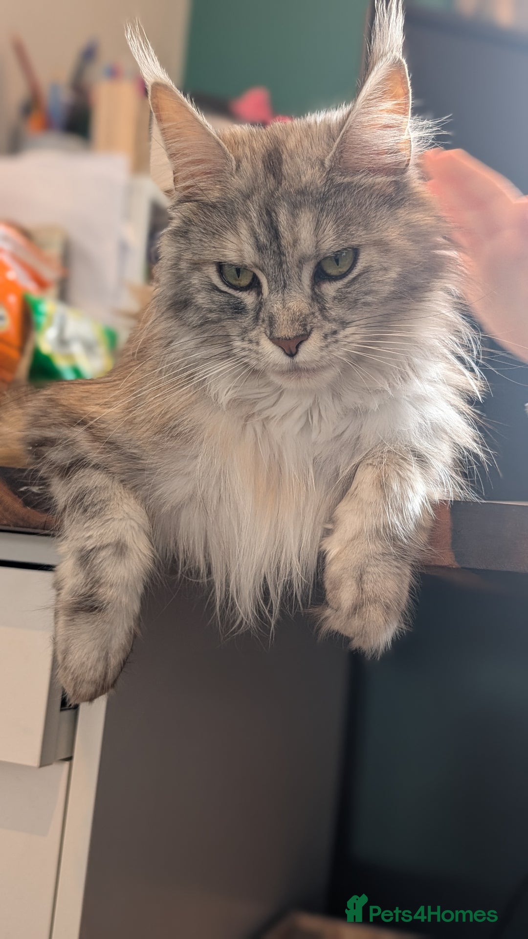 Maine Coon cats for sale: 😽 Cuddly Maine coon kittens 😽 in Preston - Image 16