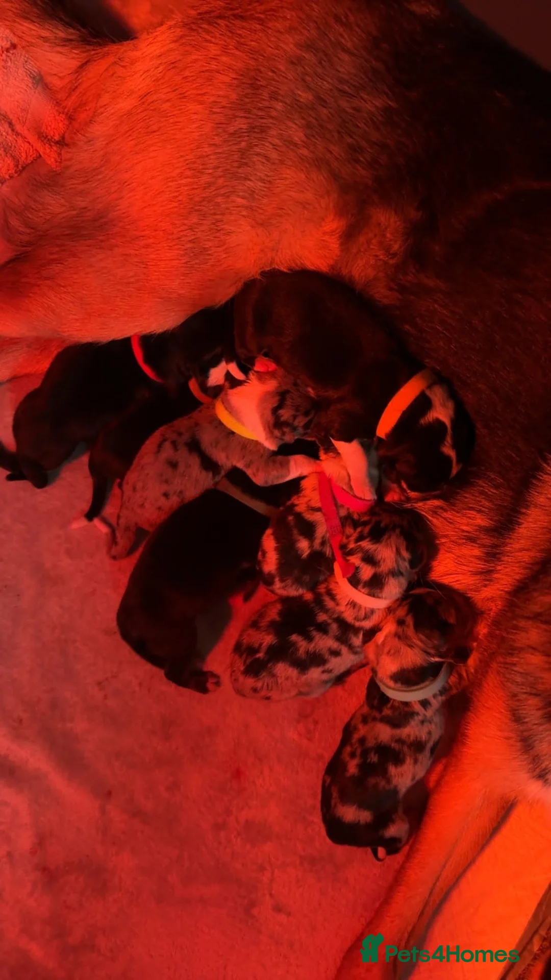 Border Collie dogs for stud: Proven pure bred tri coloured merle collie stud in Fakenham - Advert 17