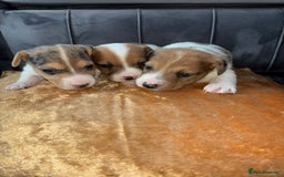 Jack Russell dogs for sale: Jack Russel puppies for sale  - Image 21