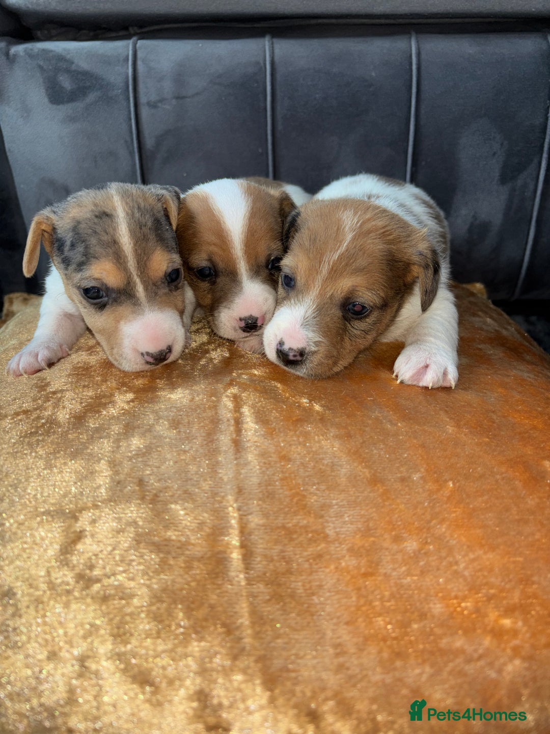 Jack Russell dogs for sale: Jack Russel puppies for sale  - Image 21