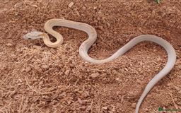 Corn Snake reptiles for sale: Beautiful & Handled Corn Snake Babies - Ready Now! - Image 5