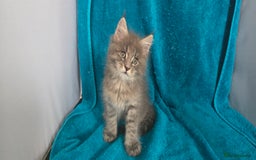 Maine Coon cats for sale: Maine coon kittens ready  - Image 9