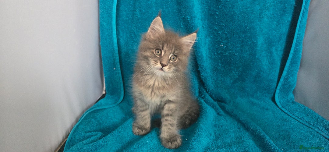 Maine Coon cats for sale: Maine coon kittens ready  - Image 9