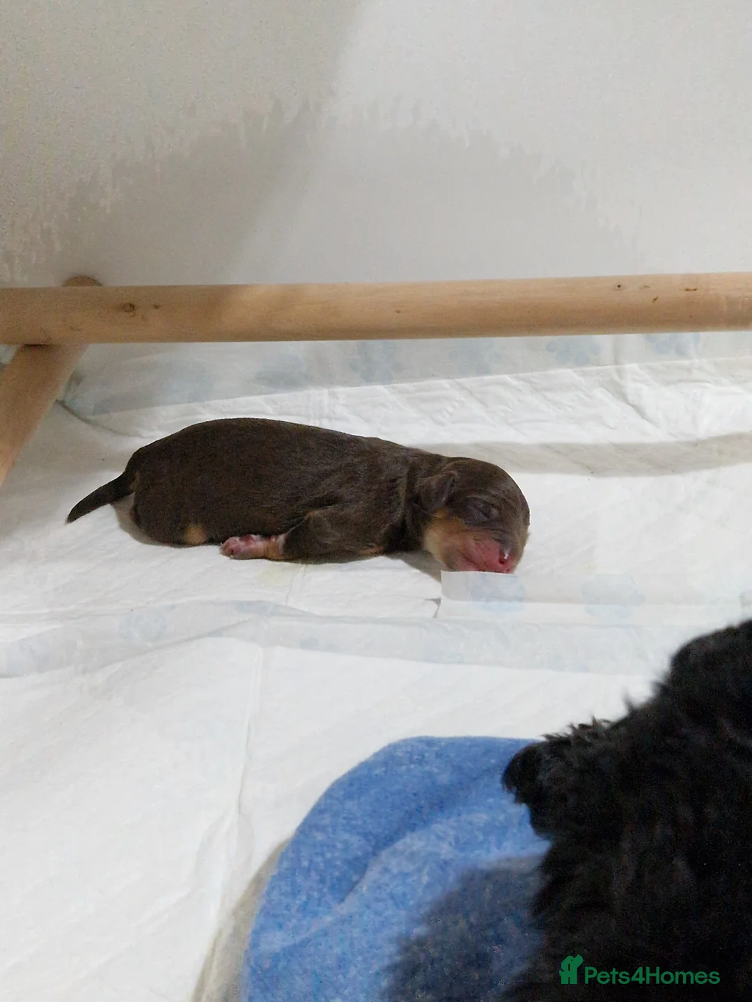 Cockapoo dogs for sale: Minature chocolate brown cockerpoo F1B - Advert 14