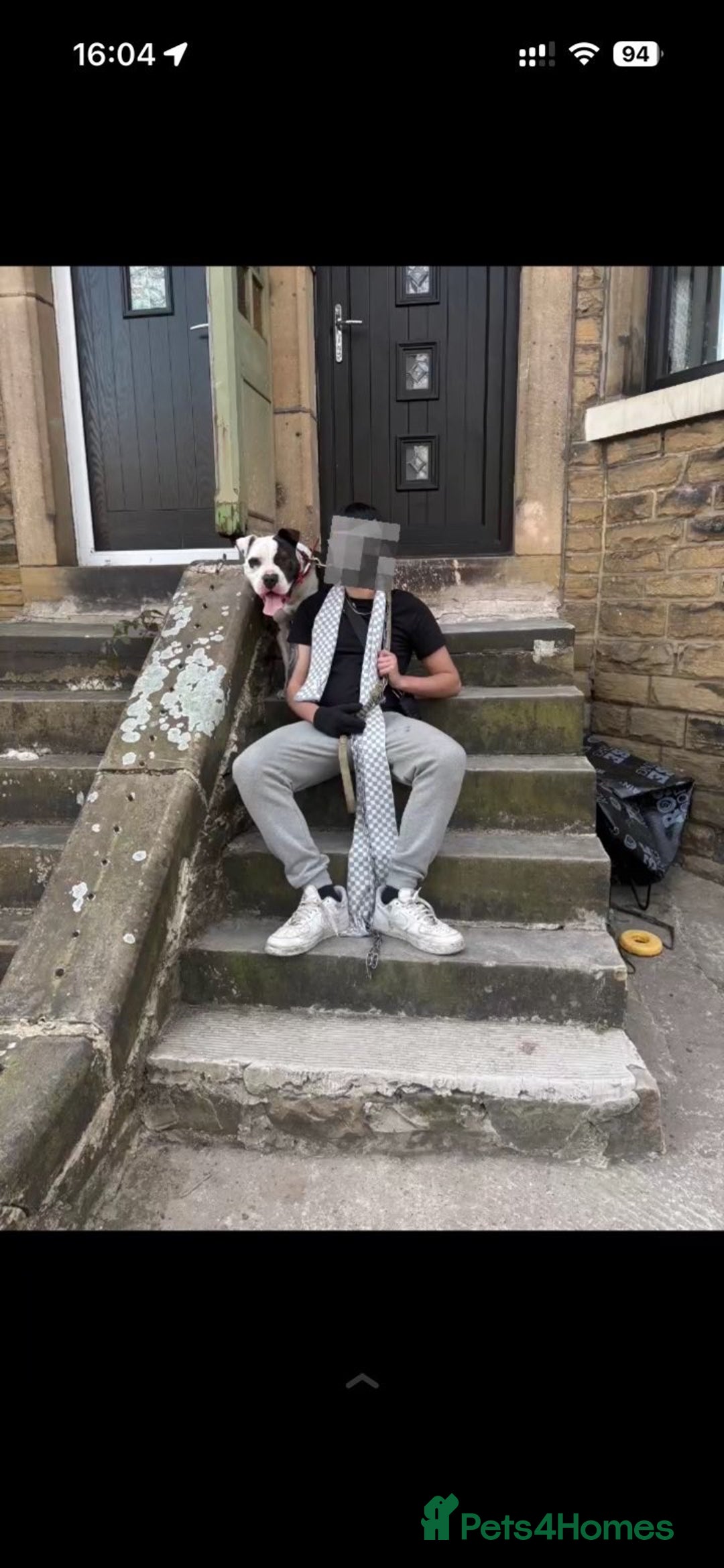 American Bulldog dogs for sale:  American Bulldog to go to a good loving home - Image 1