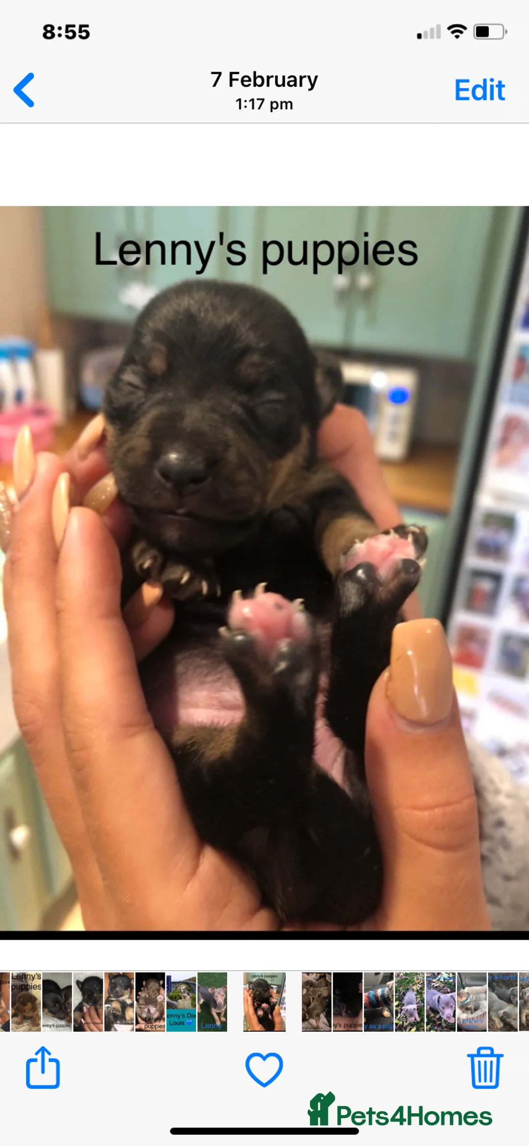 Jack Russell dogs for stud: Lenny Son of Much Wenlock Louie in Wokingham - Advert 3