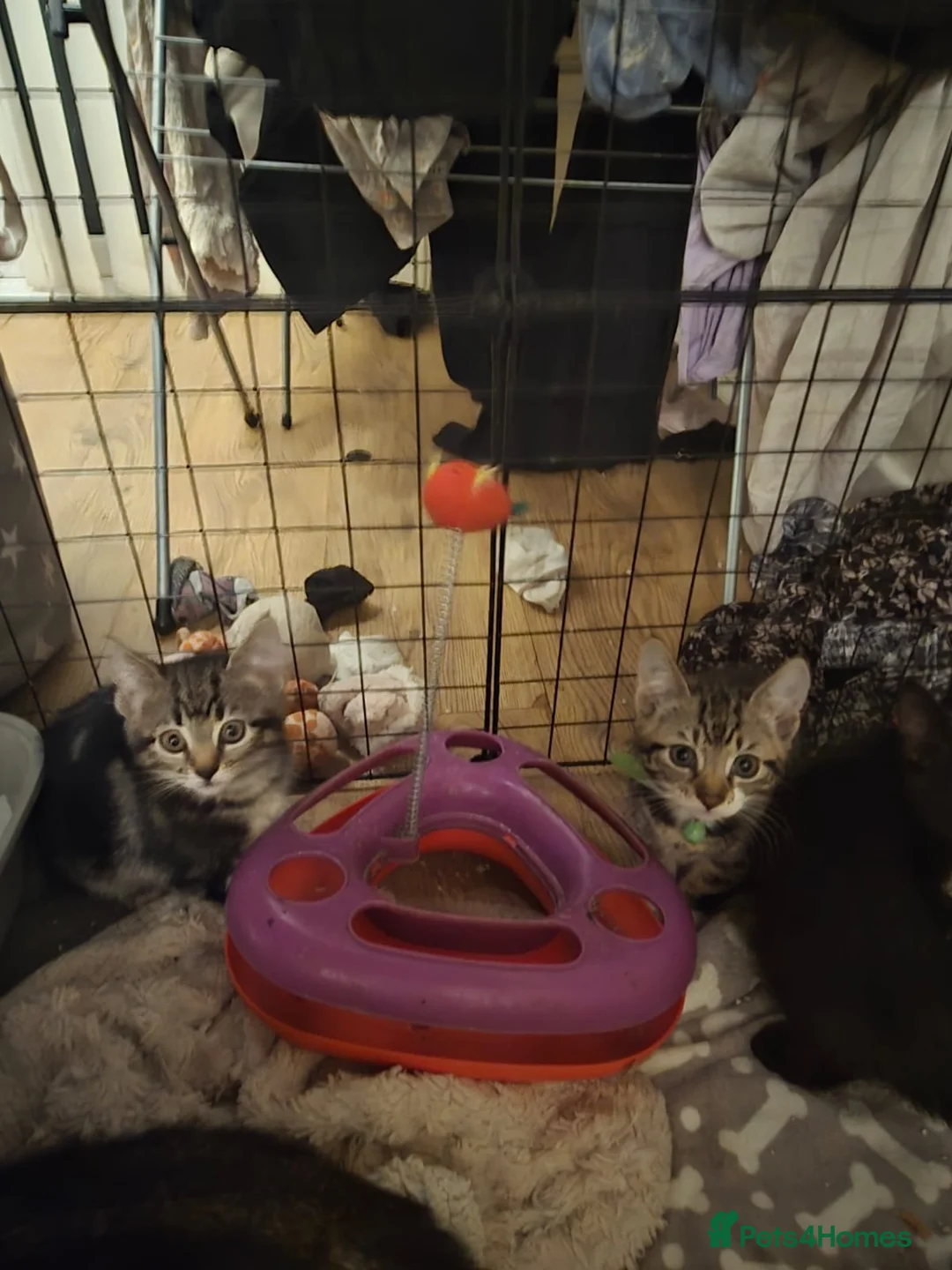 Mixed Breed cats for sale: Gorgeous kittens - Advert 3