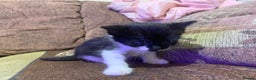 Mixed Breed cats for sale: Sweet Kittens Looking for Loving Homes - Advert 9