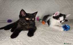 Scottish Fold cats for sale: Scottish straight x British short kittens  - Image 15