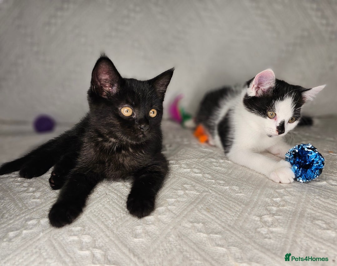 Scottish Fold cats for sale: Scottish straight x British short kittens  - Image 15