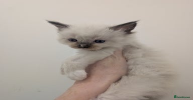 Ragdoll cats Absolutely gorgeous ragdoll kittens - Advert 1