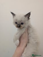 Ragdoll cats Absolutely gorgeous ragdoll kittens - Advert 2