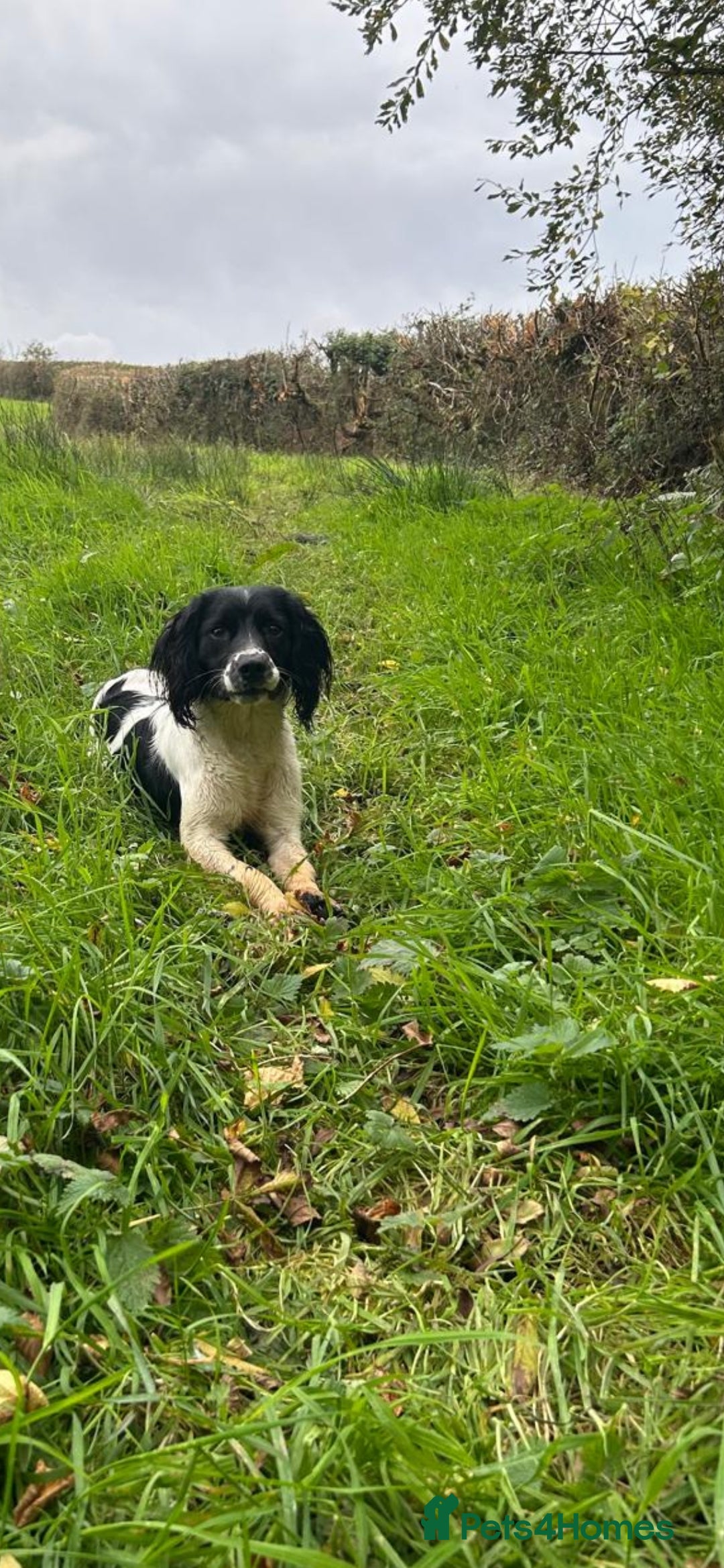 English Springer Spaniel dogs for sale: Part Trained Gun Dog  - Advert 1