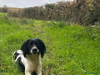English Springer Spaniel dogs Part Trained Gun Dog - Advert 5