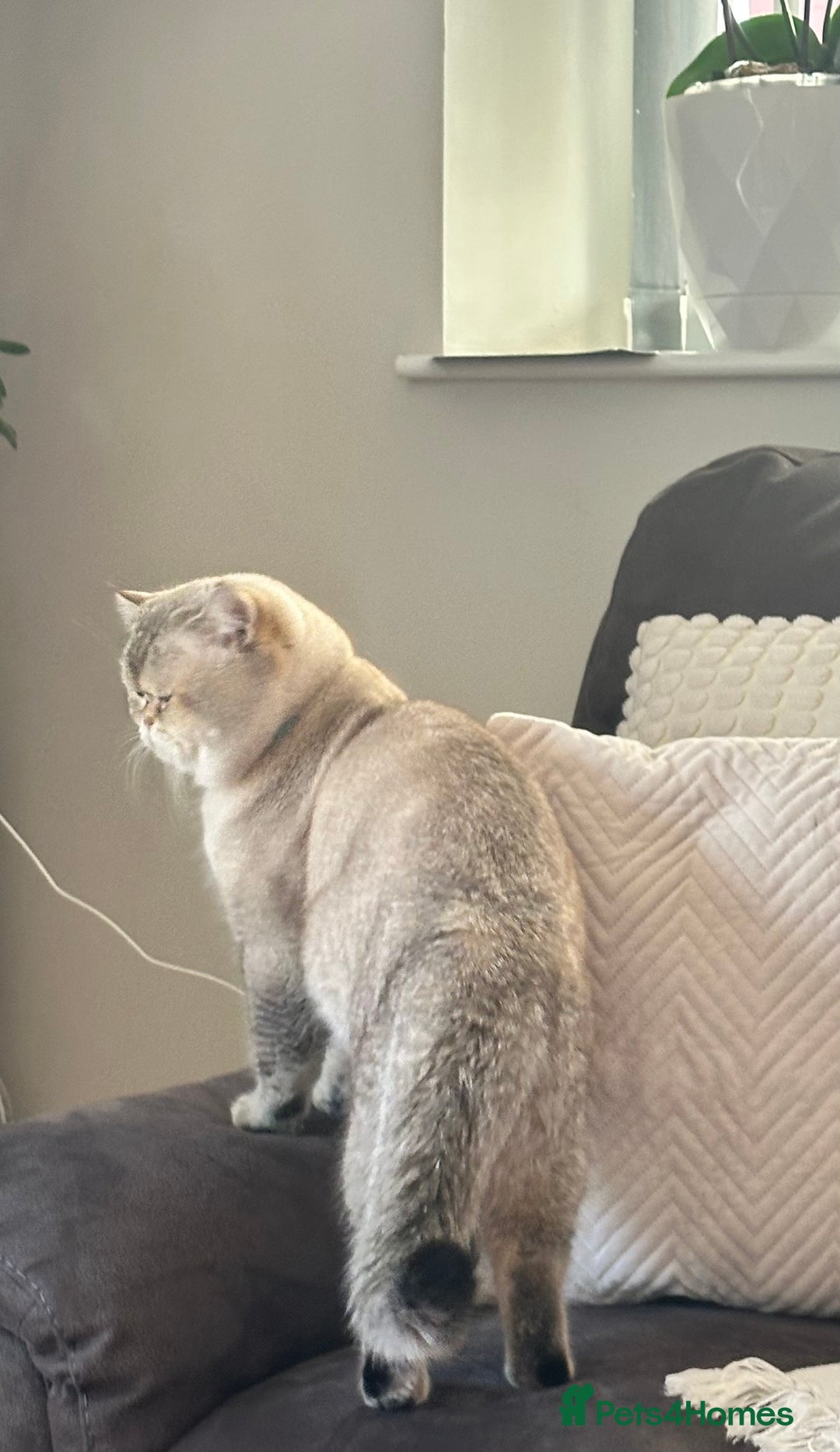 British Shorthair cats for stud: Teddy  - Advert 14