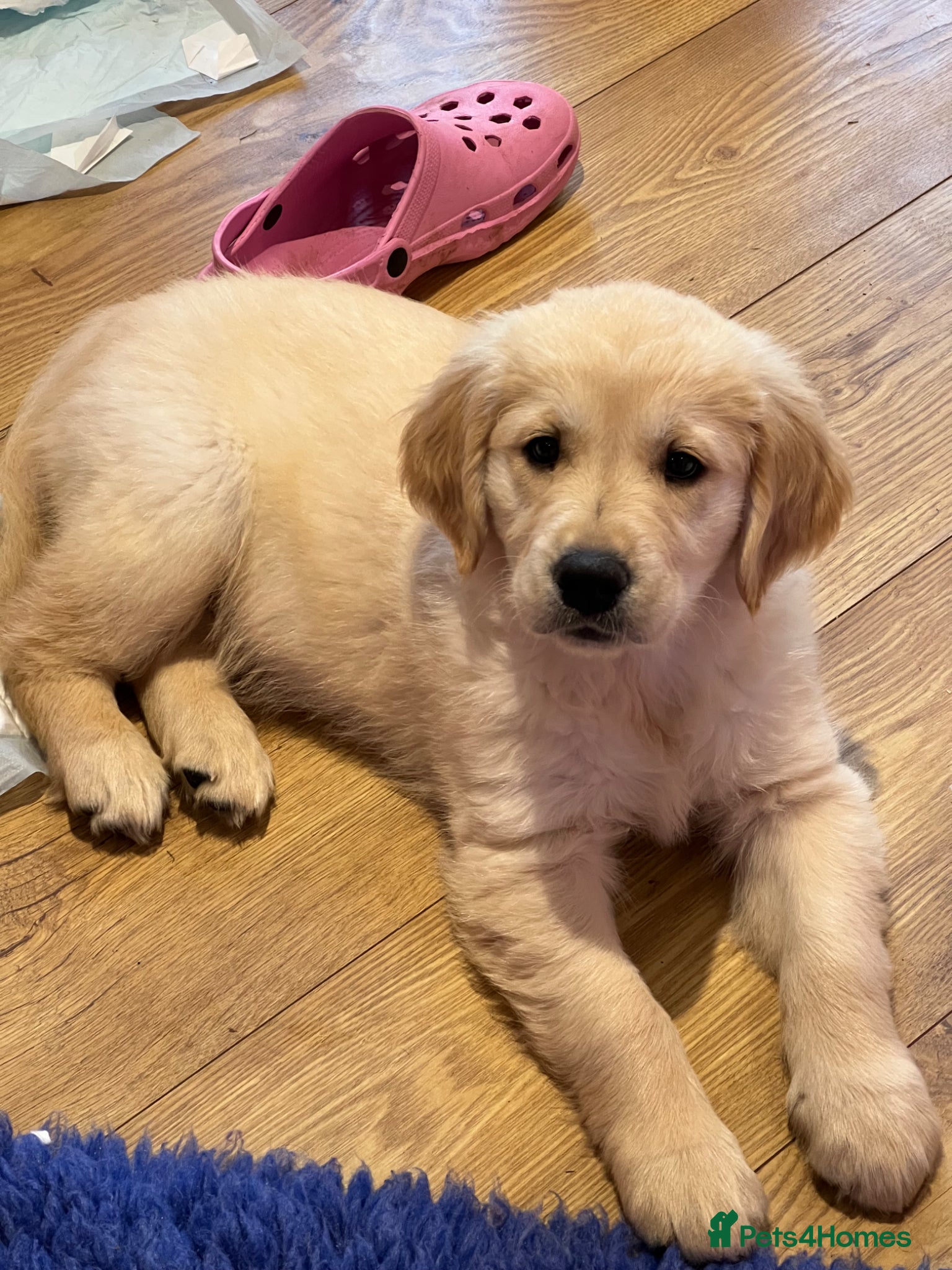 Golden Retriever dogs *READY NOW! SHOW QUALITY KC REG GOLDEN RETRIEVERS* - Advert 4