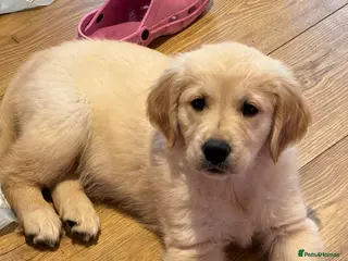 Golden Retriever dogs *READY NOW! SHOW QUALITY KC REG GOLDEN RETRIEVERS* - Advert 2