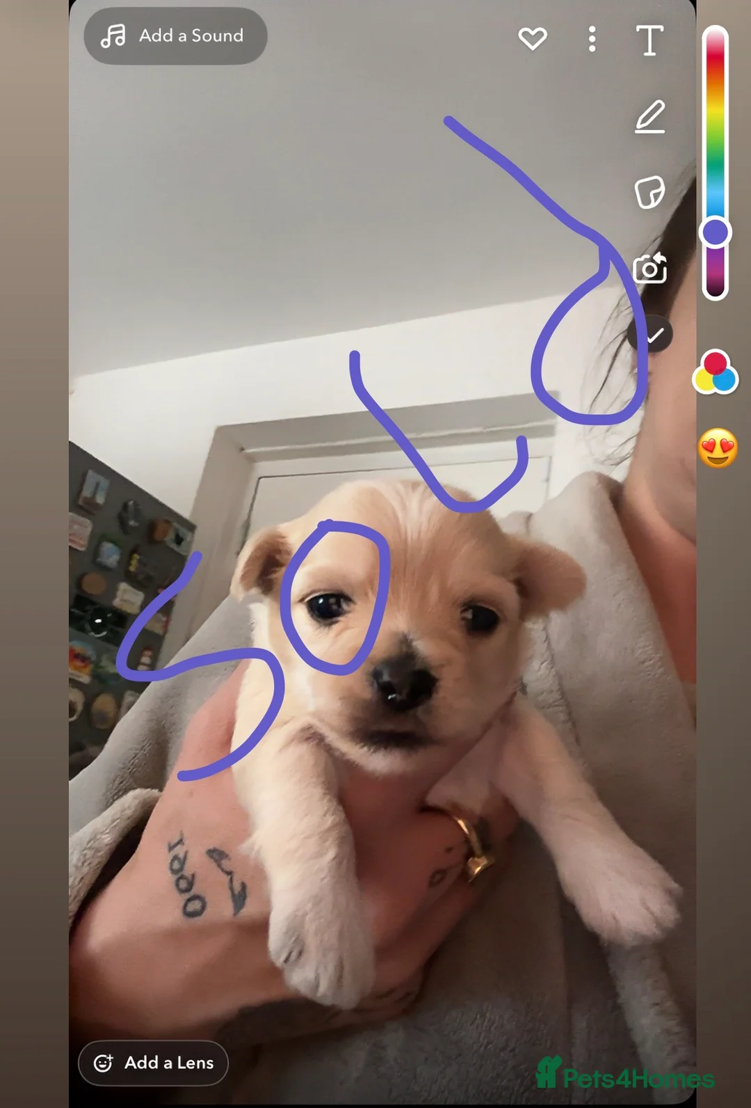 Mixed Breed dogs for sale: 3 Beautiful Chorkies girls - Advert 11