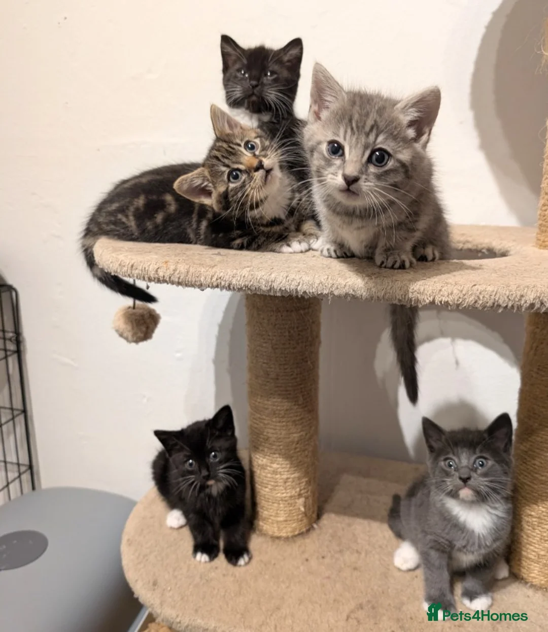 Mixed Breed cats for sale: Kitten  - Advert 6