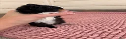 Guinea Pig rodents for sale: Baby Guinea Pigs  - Advert 18