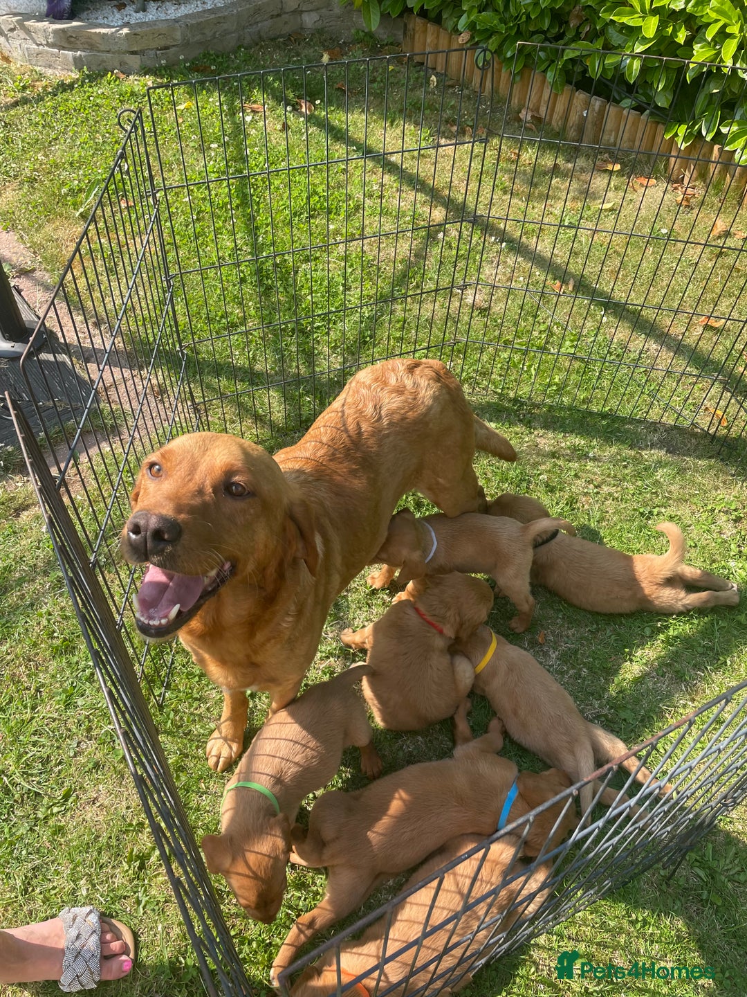 Labrador Retriever dogs for sale: Beautiful fox red lab puppies in Cambridge - Image 10