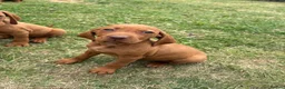 Hungarian Vizsla dogs for sale: 9 KC registered Hungarian Vizla puppies - Advert 2
