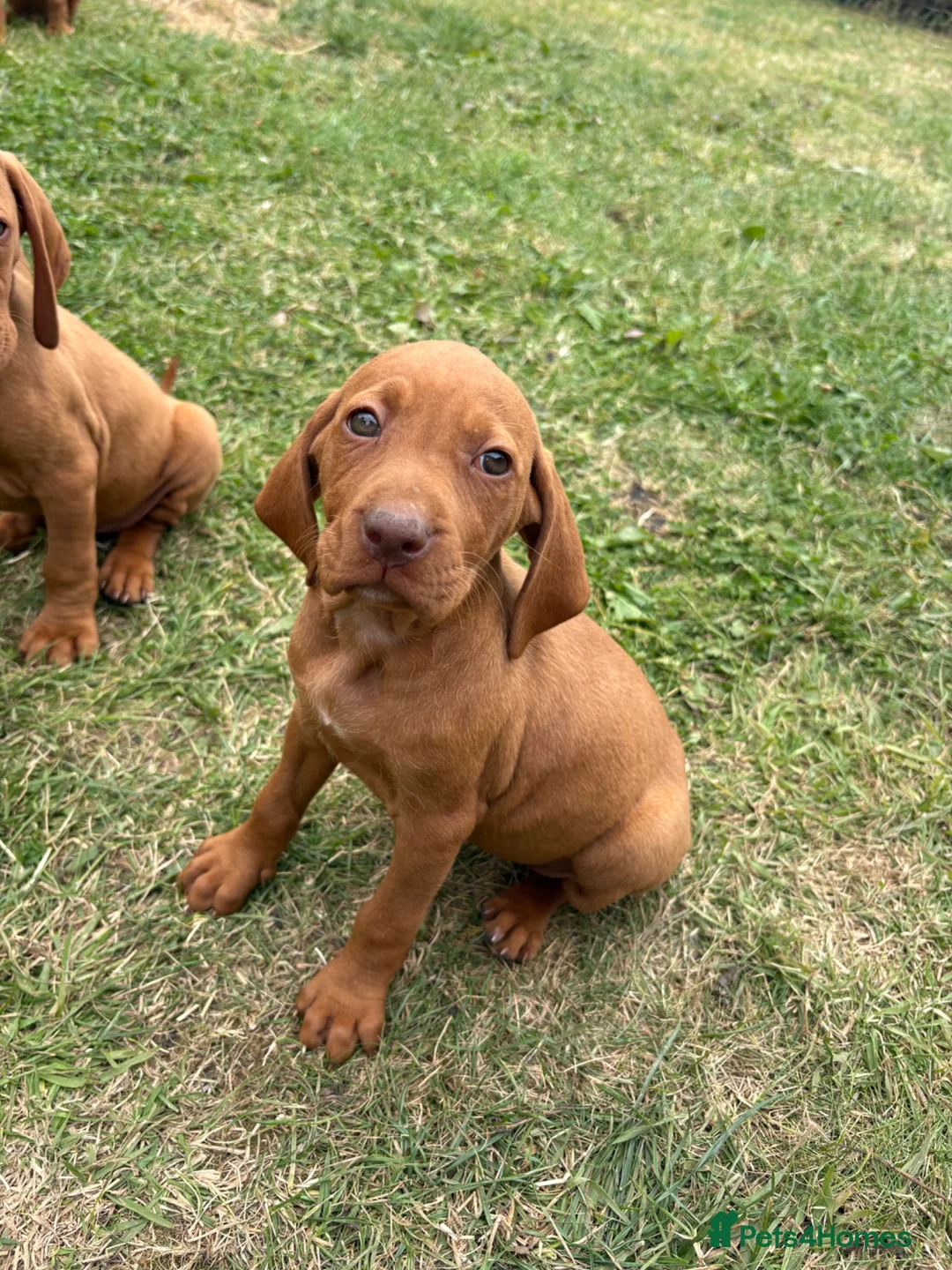 Hungarian Vizsla dogs for sale: 9 KC registered Hungarian Vizla puppies - Advert 2