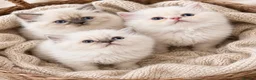Persian cats for sale: Persian  - Advert 1