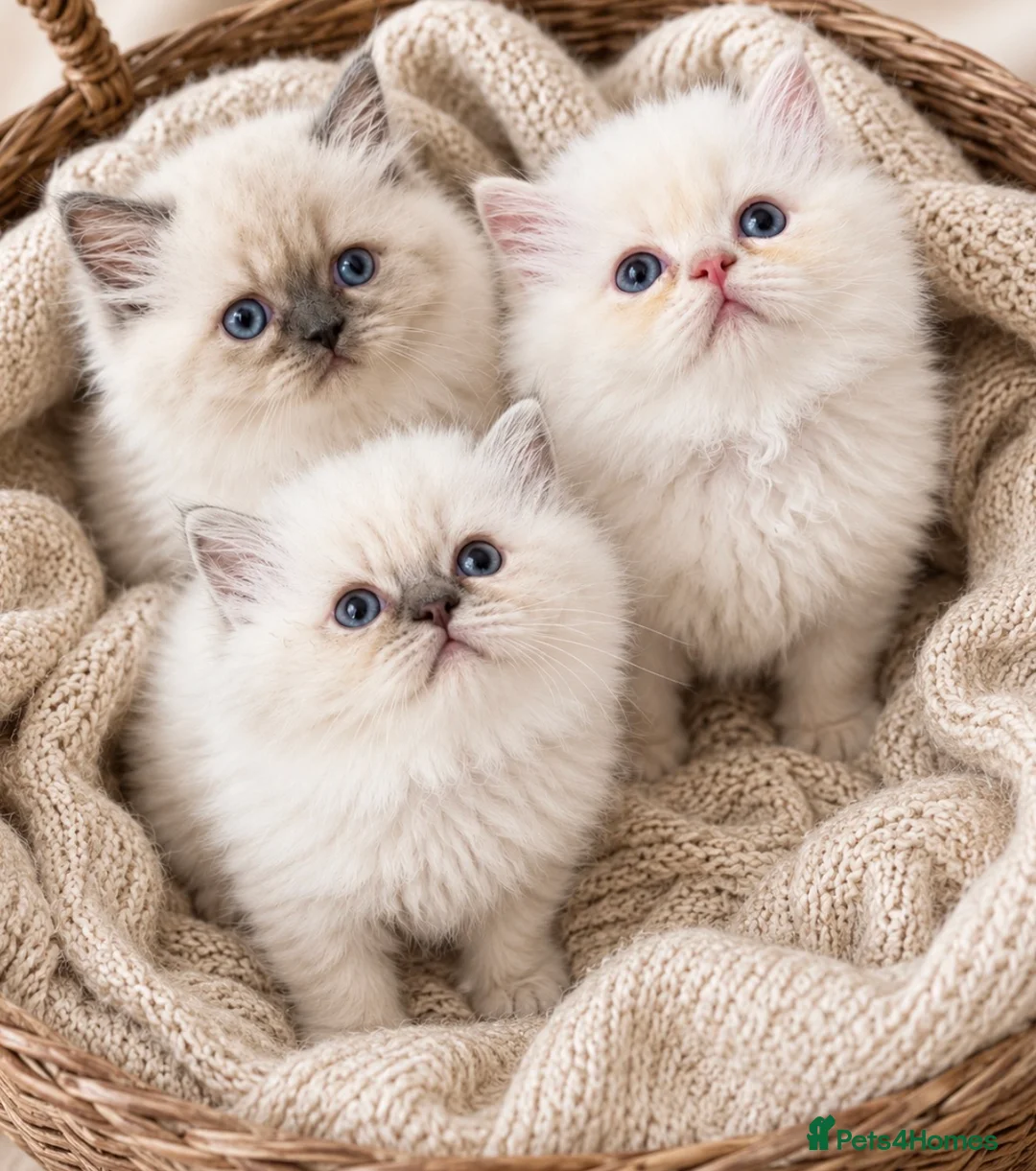 Persian cats for sale: Persian  - Advert 1