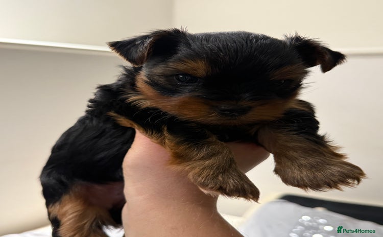 Yorkshire Terrier dogs - Advert 16