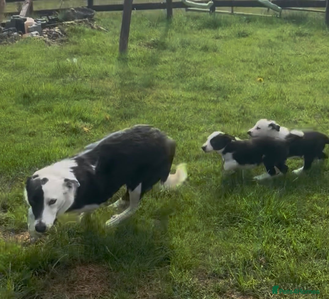 Border Collie dogs 2 female collie Pups - Advert 1