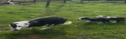 Border Collie dogs for sale: 2 female collie Pups in Abergavenny - Advert 1
