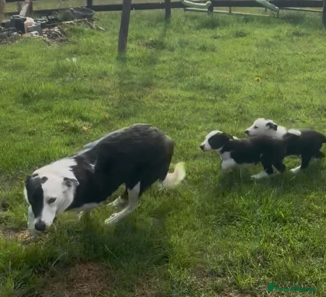 Border Collie dogs for sale: 2 female collie Pups in Abergavenny - Advert 1
