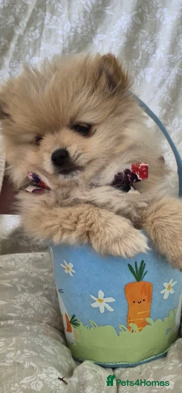 Pomeranian dogs Perfect Pomeranians  - Advert 1