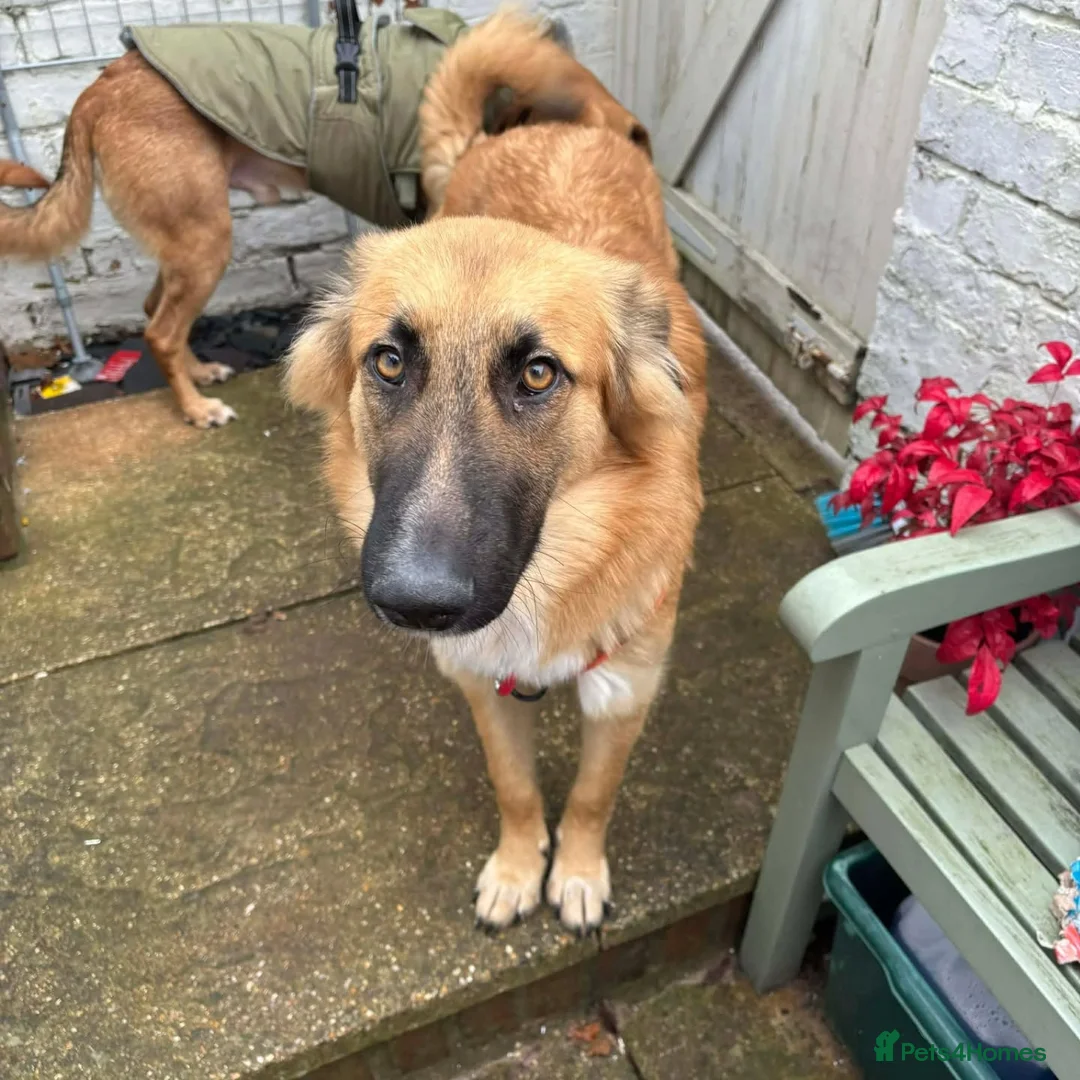 Mixed Breed dogs for adoption: Meet Yara – Our Pretty Girl with a Heart of Gold in Northampton - Advert 4