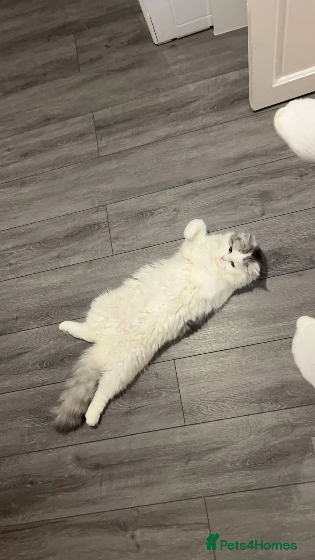 Perdoll cats for sale: Beautiful perdoll babies ❤️ - Advert 18